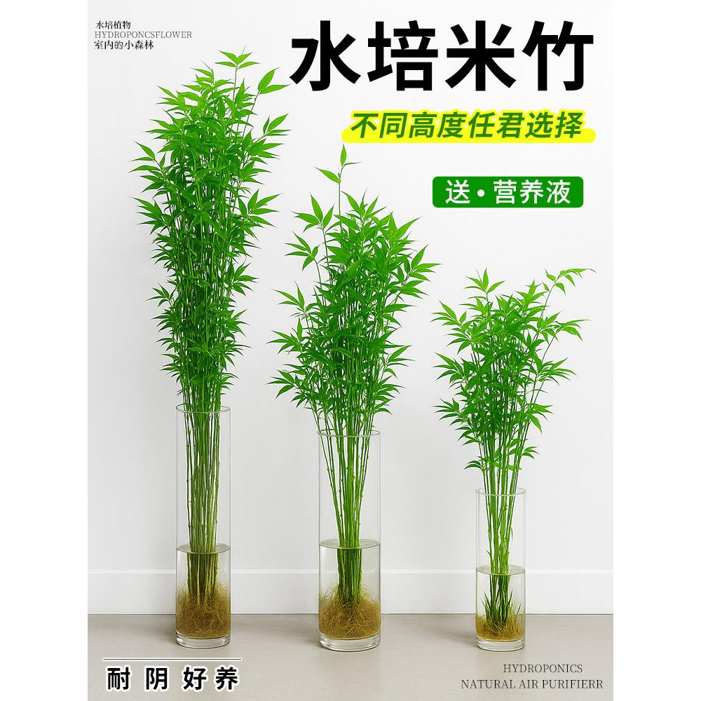 水培米竹怎么养?懒人也能绿意满满!🌿-水生植物-淘宝百科网