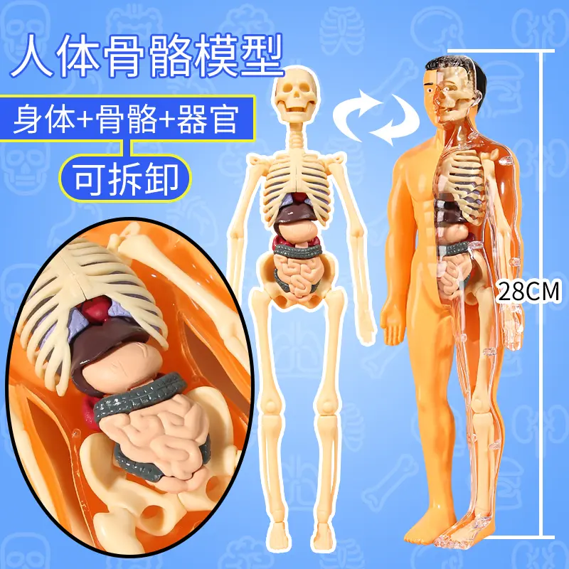新款DIY人体器官骨骼模型：揭秘人体奥秘的神奇科教玩具！🧬🚀-儿童仿真