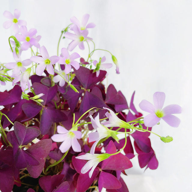 Lucky grass potted purple leaf sorrel purple butterfly with buds clover indoor desk window sill four seasons flowers