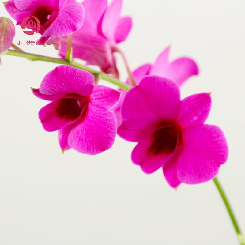 石斛兰盆栽带花迷你秋石斛兰花苗室内客厅除甲醛铁皮石斛绿植花卉