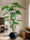 Simulated green plants, high-end light luxury monstera, living room and office, bionic plant potted plants, floor-standing ornaments, decorative fake trees