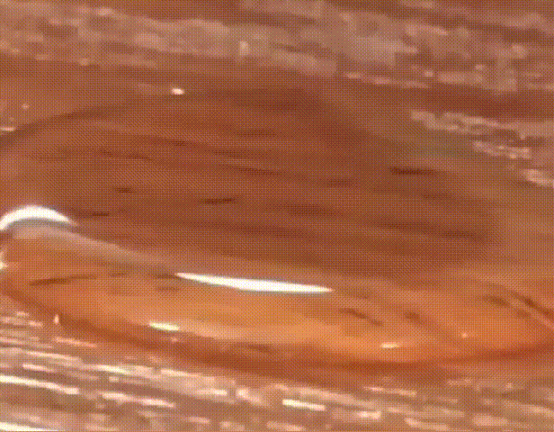 20260526_154357_011.gif