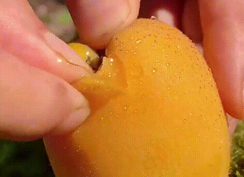 35.gif