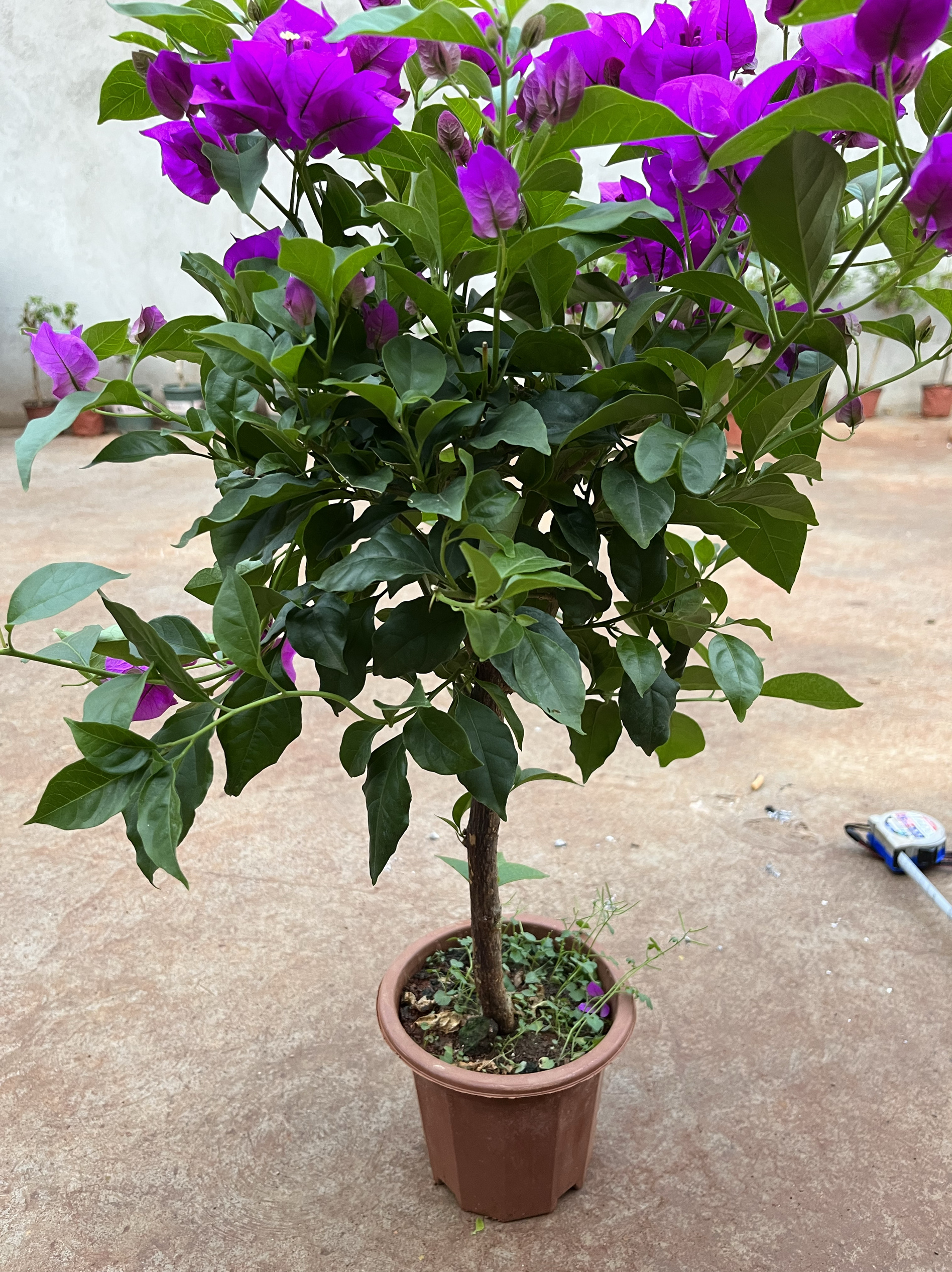 紫薇花开庭院，一抹诗意点缀现代生活