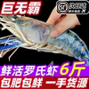 Raw shrimp, fresh extra-large macrobrachium, fresh big head shrimp, money shrimp, quick-frozen base shrimp, freshwater shrimp