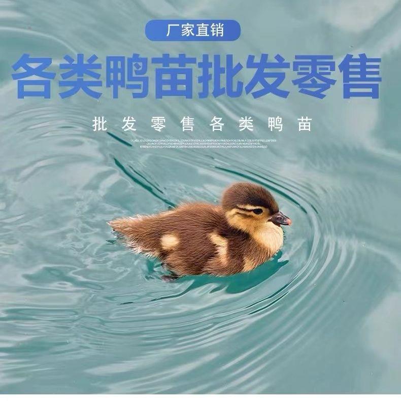 纯种麻鸭活苗：揭秘高产蛋鸭苗的秘密，打造你的养鸭王国！