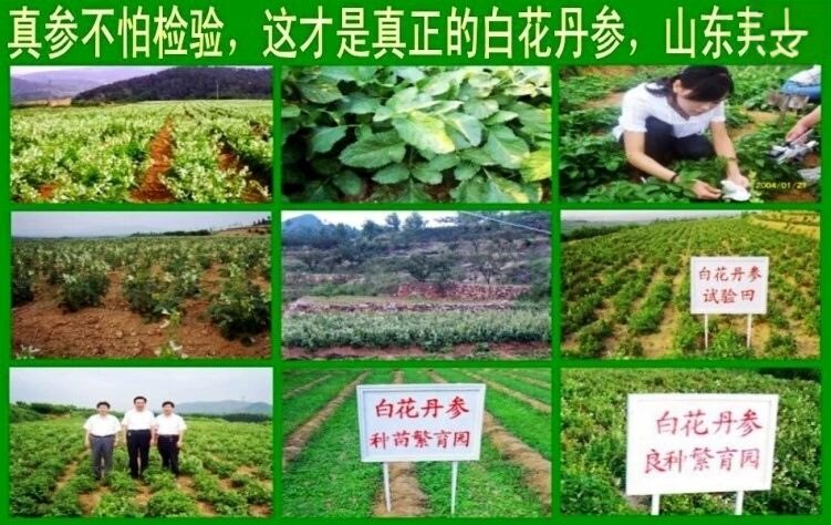 心脉丹参护