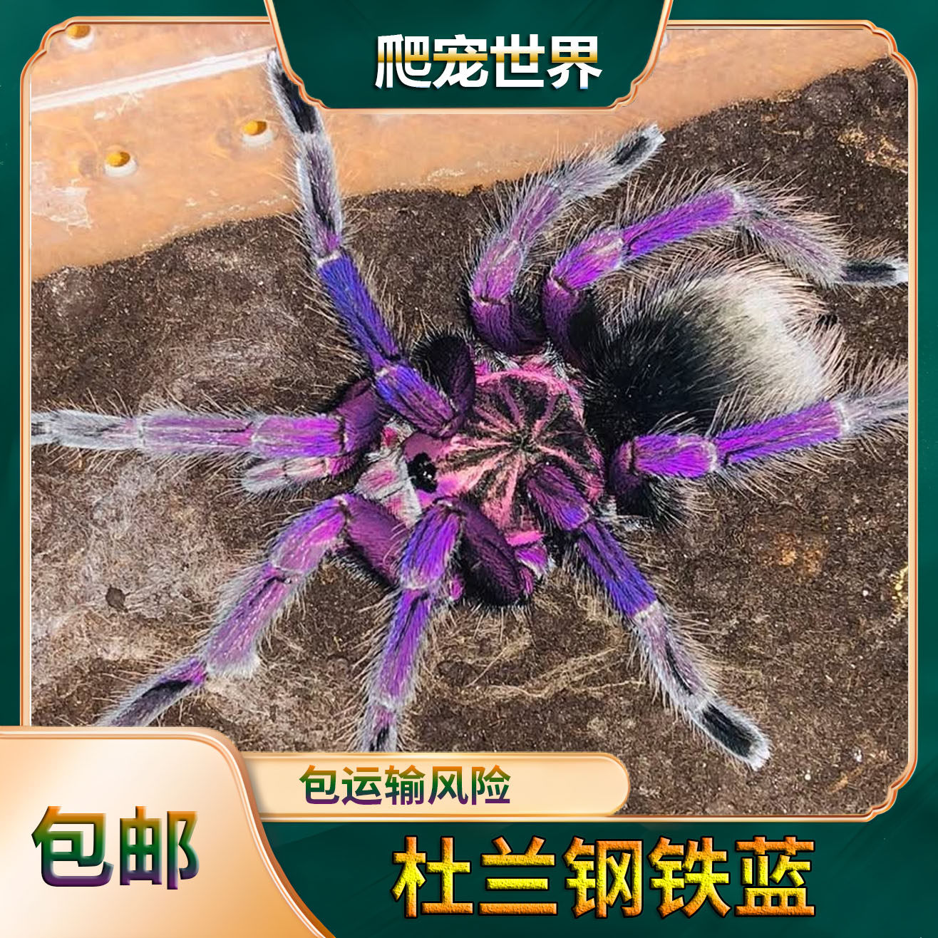 腿叔秘鲁巨人橙间蜘蛛｜18-20cm巨型宠物蛛+恒温恒湿方案💡-蜘蛛-淘宝好物网