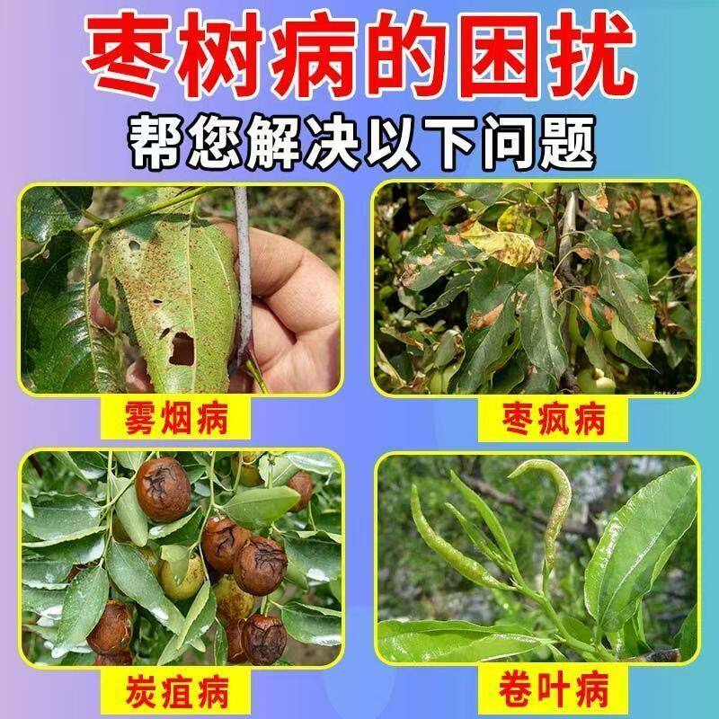 枣树疯病小叶专用药，全治杀菌剂肥，让您的枣树重获新生！🍃 -厨余发酵剂-淘宝百科网