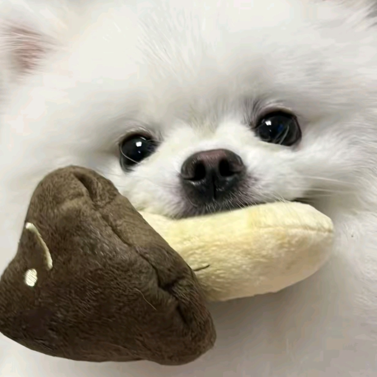 香菇终结者