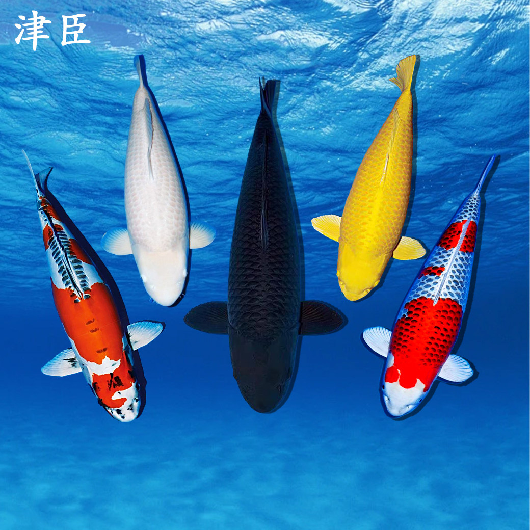 🐟精挑细选，日本原产纯种锦鲤观赏鱼，让你的鱼缸活色生香🌈-宠物-淘宝
