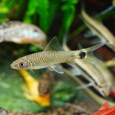 2025年如何挑选黑线飞狐小猴飞狐等热门活体观赏鱼?