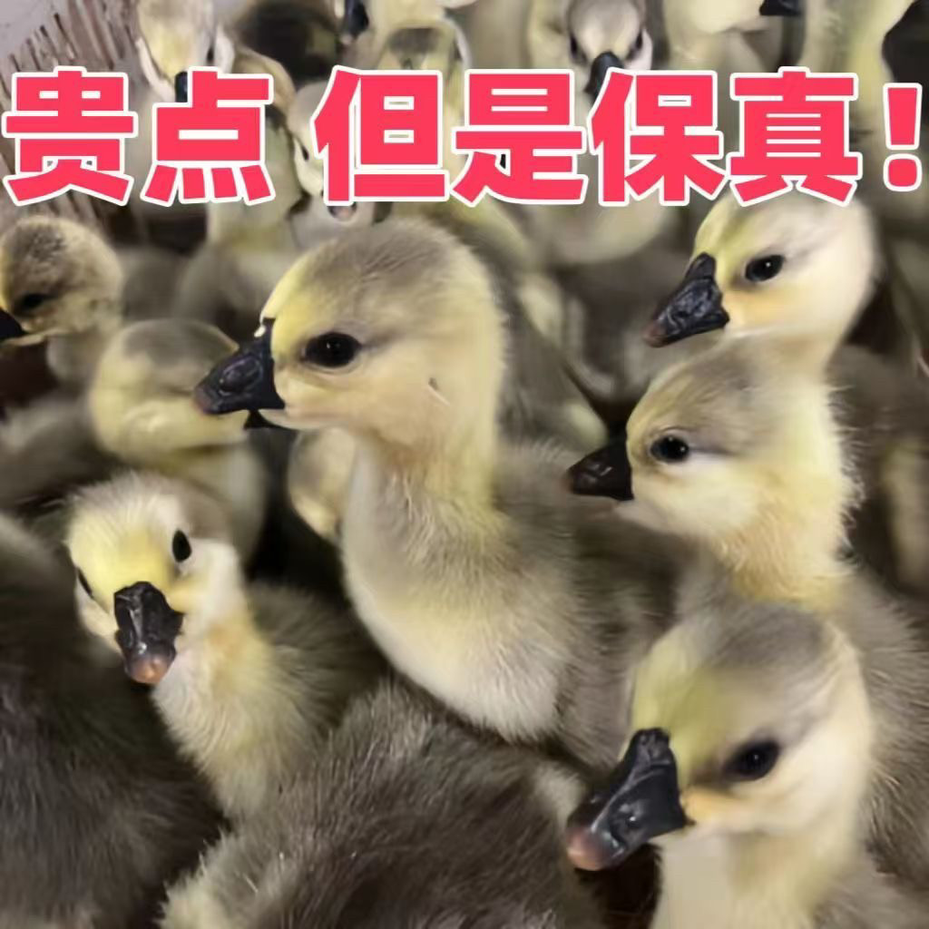 🏡狮头鹅宠物鹅选购指南- 正宗特大种狮头鹅苗🌿-宠物鸭-淘宝好物网