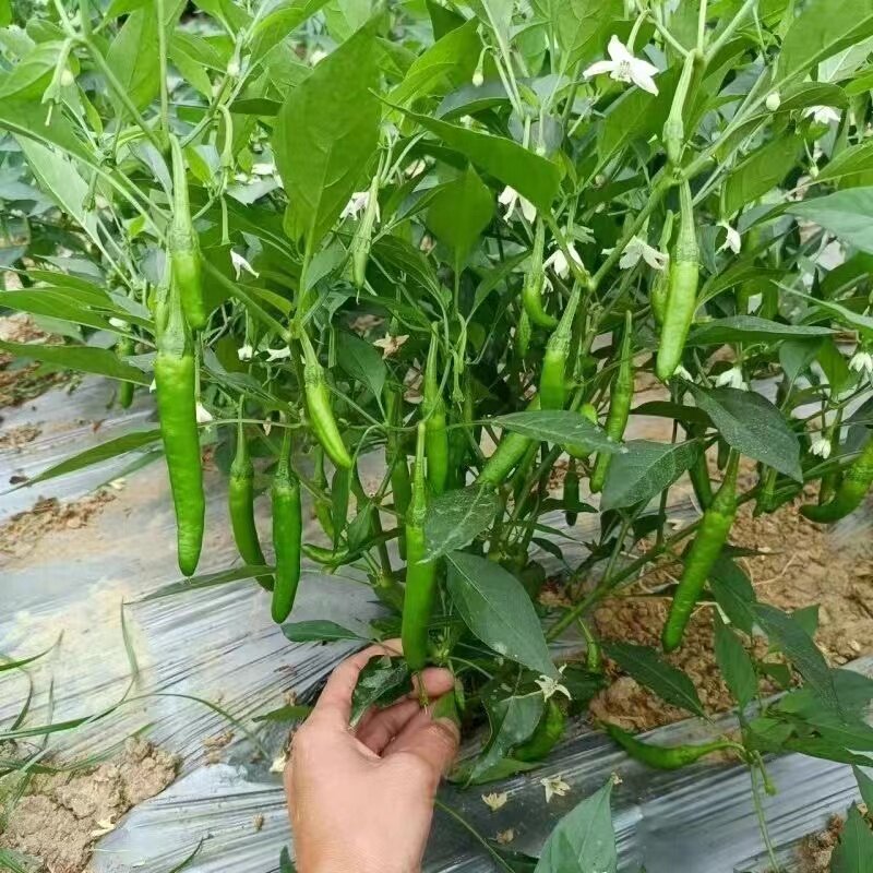樟树籽正确使用方法?2025年最新规范与实用技巧全解析-生活指南-淘宝百科网