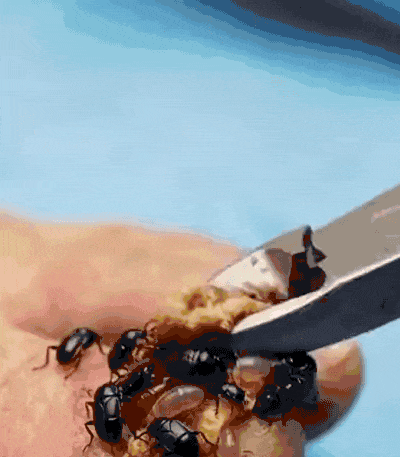详情12.gif