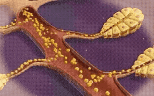 06.gif