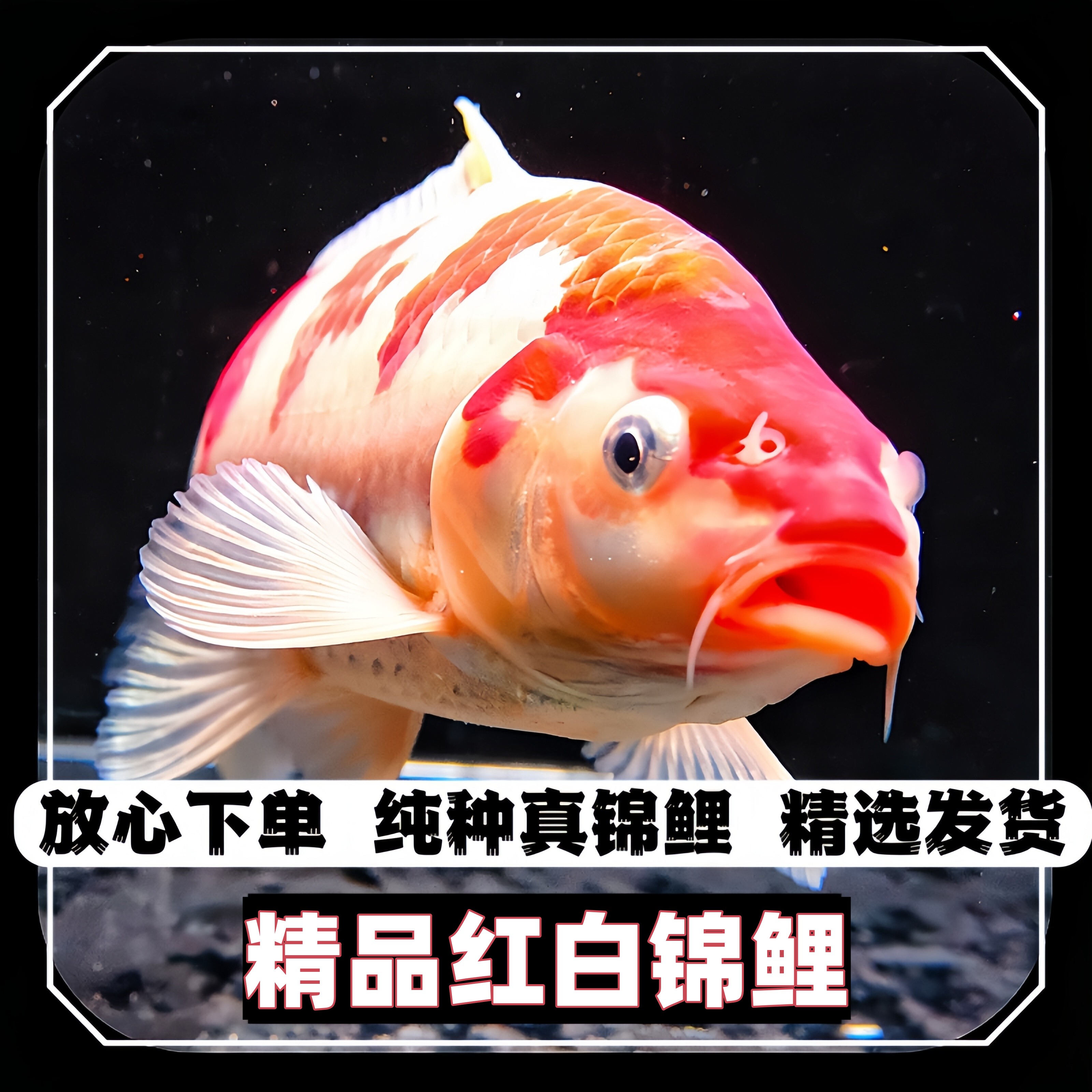 锦鲤养殖基地