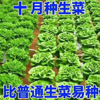 Butter lettuce, fresh vegetables, leafy vegetables, raw cold, sweet, crisp and juicy salad vegetables, farm-grown lettuce