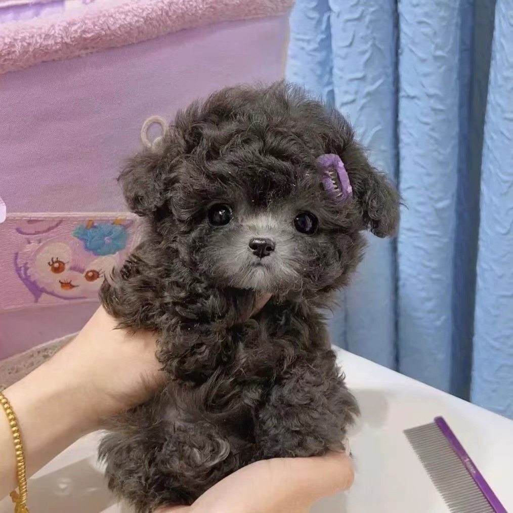 🐶 宠物首选:纯种灰泰迪幼犬小体飞耳香槟色泰迪犬 🐶-狗狗-淘宝好物网