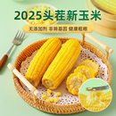 220g*8根12.9！康宇田源糯黄玉米棒