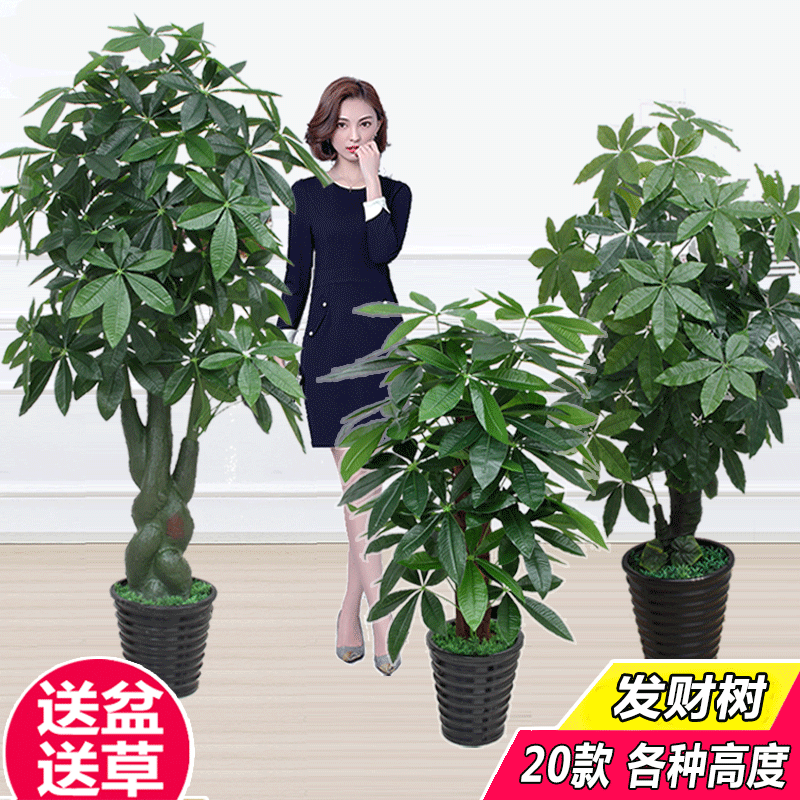 Money Tree Artificial Plant Green Plant Living Room Home Office Floor-Standing Potted Plant Large Bonsai Decoration Plastic Flower Money Tree Artificial Plant Green Plant Living Room Home Office Floor-Standing Potted Plant Large Bonsai Decoration Plastic Flower