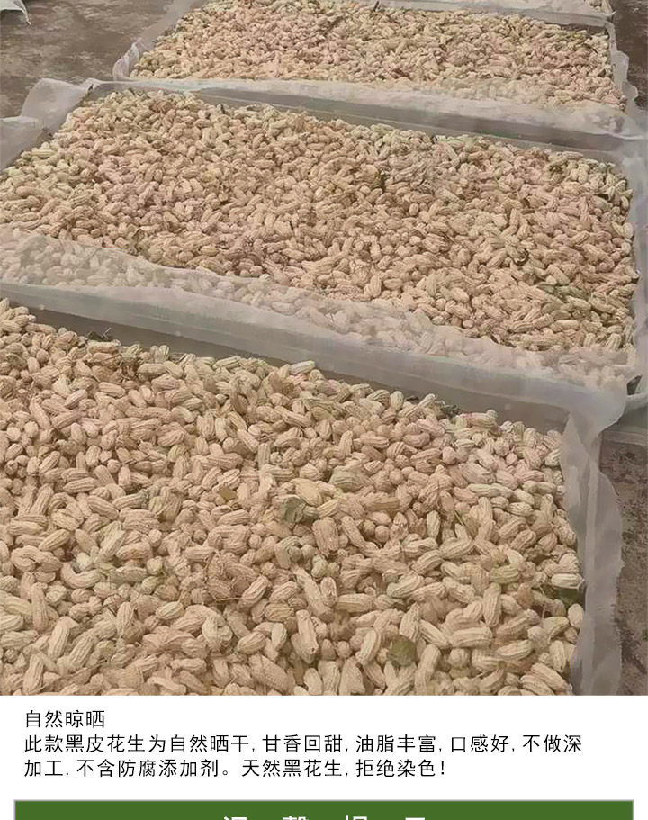 Yunnan Selenium Rich Black Peanut In Shell Raw Roasted Snack 250g in use