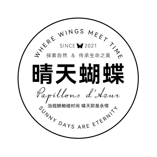 晴天蝴蝶标本