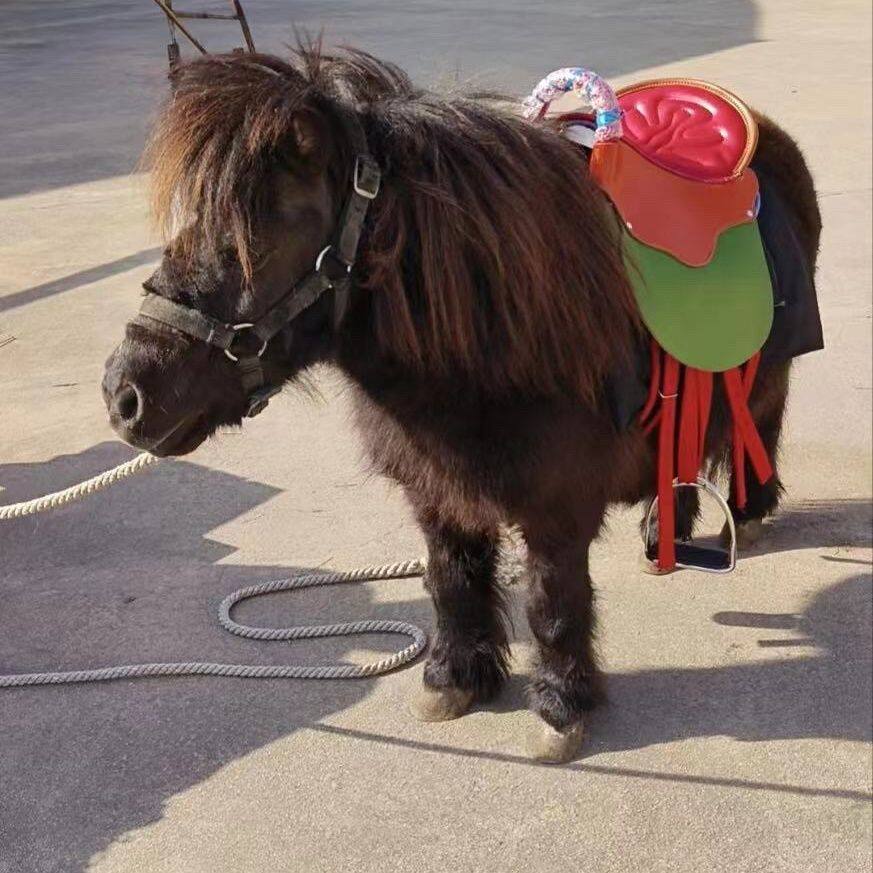 真皮馬鞍子全套 小矮馬遊客鞍 小矮馬鞍子 舍特蘭專用真皮馬鞍