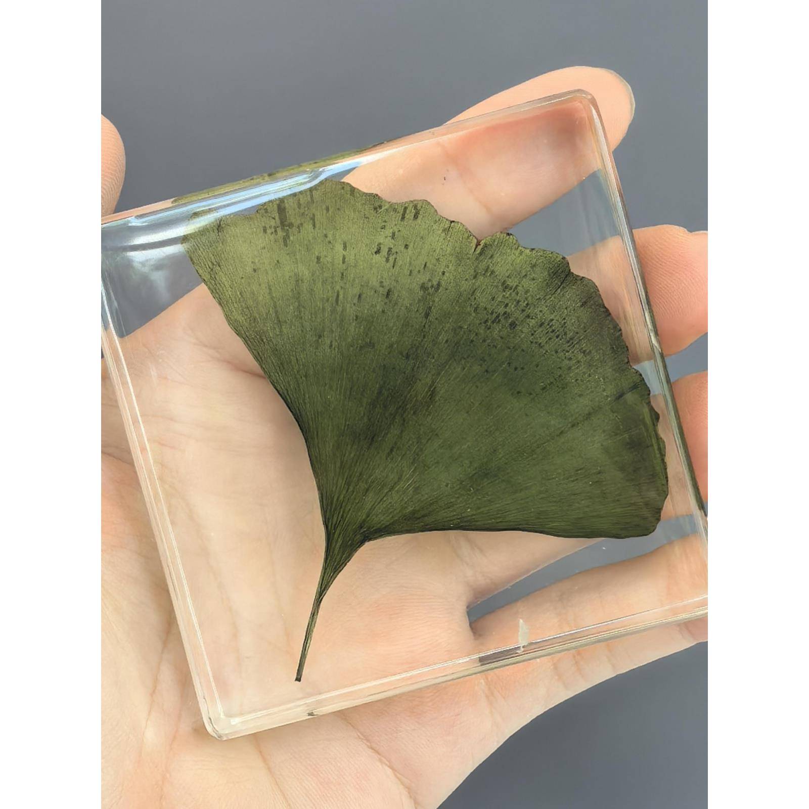 树脂滴胶下的永恒之花:大自然的凝固记忆