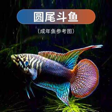 圆尾国斗零售批发代发