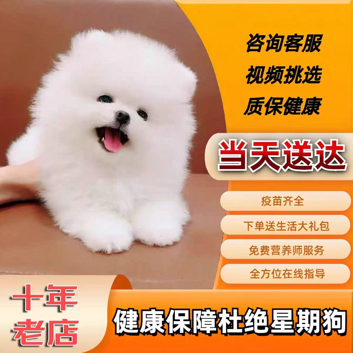 茶杯犬博美幼犬，家庭宠物新选择🐾❤️-狗狗-淘宝好物网, image size:1200x1200