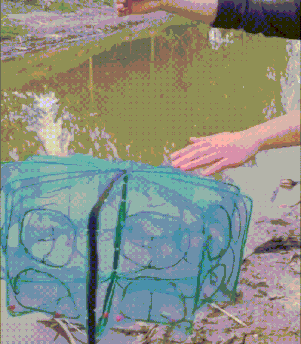 10004.gif