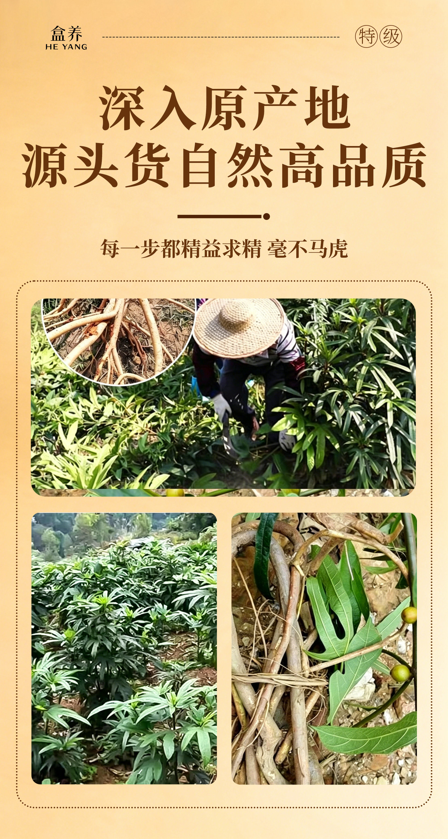 Wu Zhi Mao Tao Powder 500g Ficus Hirta Root Powder Traditional Chinese Herbal Ingredient for Soups and Decoctions key features