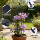 Рамка для лазания по голубой снежинке, рамка для цветка лунного света, рамка для лазания по клематису, опорный стержень для цветочных растений, рамка для крепления цветочного кронштейна mini 2