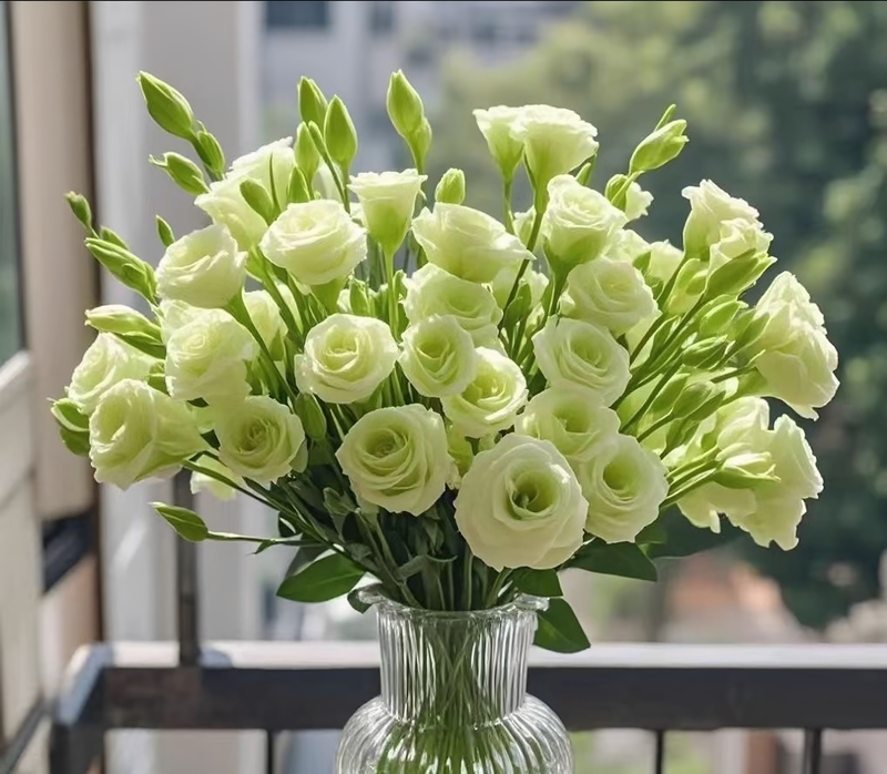 Grade a Lisianthus Flowers, Direct Delivery from Yunnan Base, Gentian Flowers for Home Water Cultivation and Flower Arrangements, Free Shipping Via Sf Express Cold Chain Grade a Lisianthus Flowers, Direct Delivery from Yunnan Base, Gentian Flowers for Home Water Cultivation and Flower Arrangements, Free Shipping Via Sf Express Cold Chain