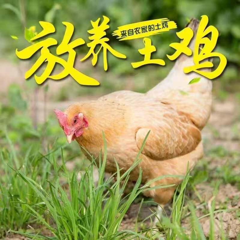 2026年选购黑脚老母鸡煲汤,如何判断品质与营养?-整鸡-淘宝百科网