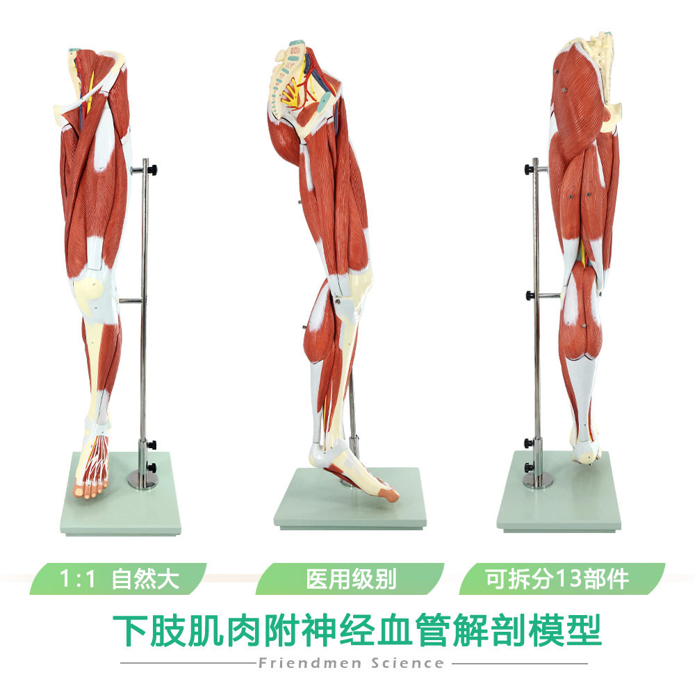 医学人体下肢肌肉血管神经模型腿部运动系统医学人体解剖健身康复