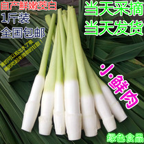 Fresh water white high bamboo shoots water ginseng pregnant women pregnant women under the milk soup nutrition ingredients 1kg National