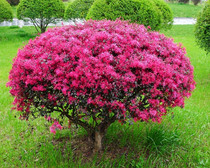 Fire red safflower tree seedlings red shackle tree seedlings outdoor courtyard villa four seasons often red green seedlings red safflower tree balls