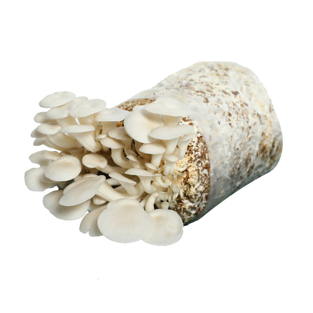 ຖົງປູກເຫັດ Pleurotus ostreatus strain pack family fun mushroom mushroom edible black oyster mushroom indoor mushroom stick potted plant