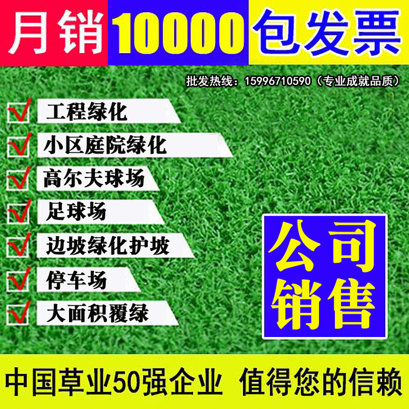 Lawn Grass Seeds All Season Evergreen High Sheep Thatch Dog Tooth Root Patio Green Turf Seed Ranger Grass Seed Solid Soil Grass Seed