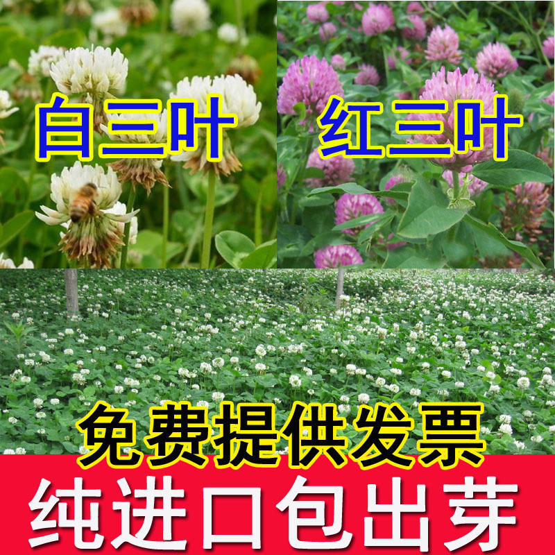 White Clover Seeds Red Clover Seeds Imported Grass Seeds Four Seasons Green Lawn Seeds Forage Seeds Flower Seeds