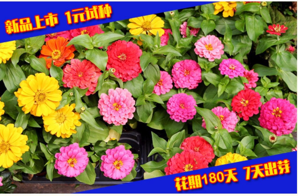 四季花品种,四季花顺序,四季花的花名(第9页)_大山谷图库