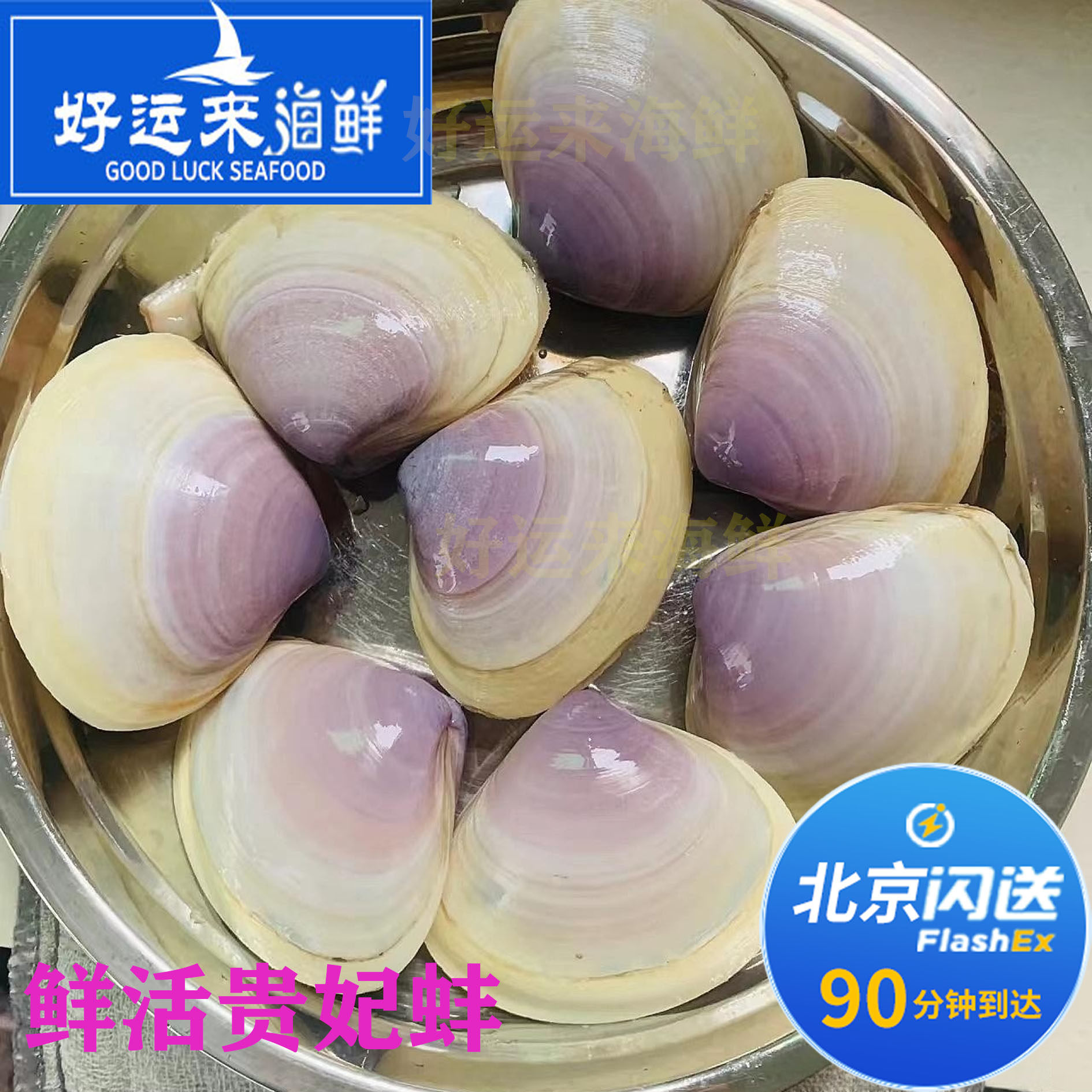 北京闪送鲜活贵妃蚌，5-8个1斤，海蚌中的“西施舌”！-扇贝-淘宝好物网