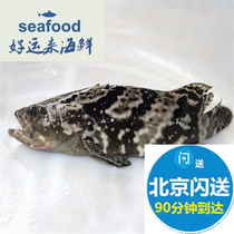Beijing flash 1.8-2 pounds of a fresh gentian fish The meat quality of the grouper is comparable to that of tiger spotted SF