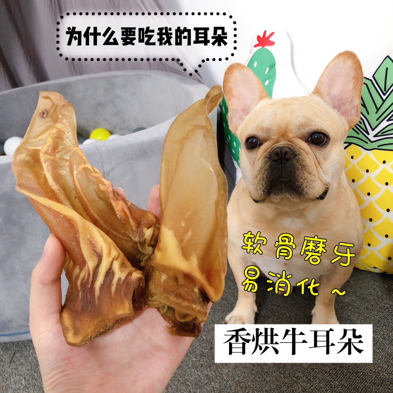 Ultra-resistant nibbling ~ fragrant baker ears Pippi home graced tooth and bone whole only loaded with pet gold wool faro Kirky Pooch