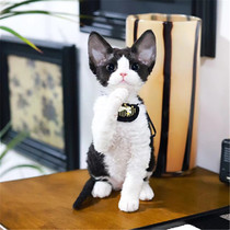 German curly kittens purebred non-shedding open-faced tiger-spotted different-eyes German race-grade pet live cattery