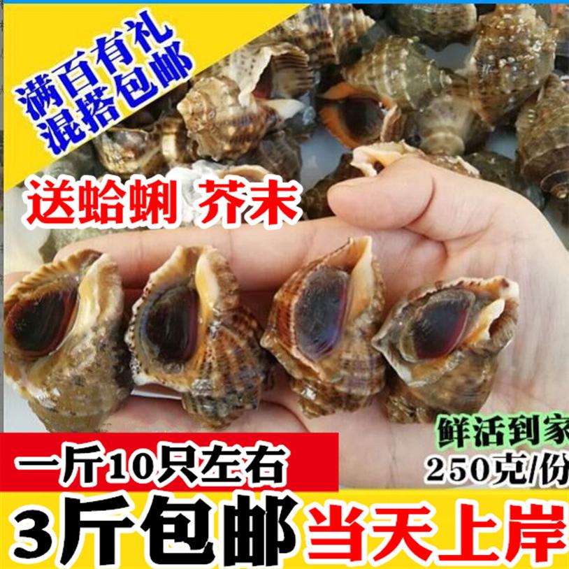 Fresh small conch, large conch, fresh seafood and aquatic products