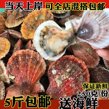 Fresh small red scallops, red scallops, small scallops, fresh red scallops, seafood, aquatic products, lianyungang seafood and shellfish