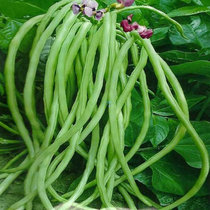 Disease-resistant precocious pressing frame space 2 green bean seed vegetable seed American non-set bean seed high-producing bean King